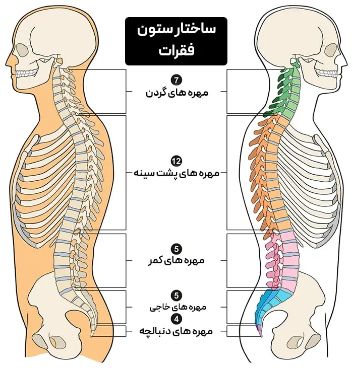 ساختار ستون فقرات