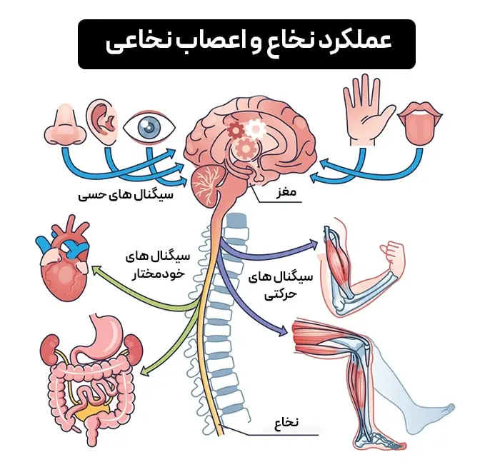 عملکرد نخاع و اعصاب نخاعی